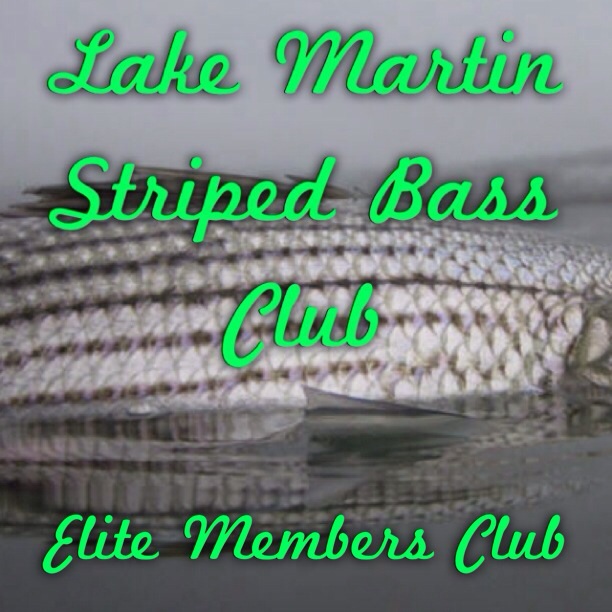 Lake Martin Striped Bass Club