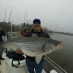 Another big spring striper