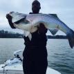 2015 wall hanger striped bass