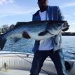 Another big striped bass from spring 2015