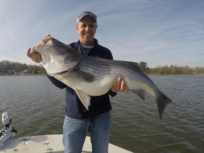 Lake Martin Striped Bass 